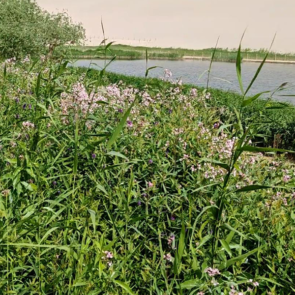 小花红麻——敦煌世界地质公园